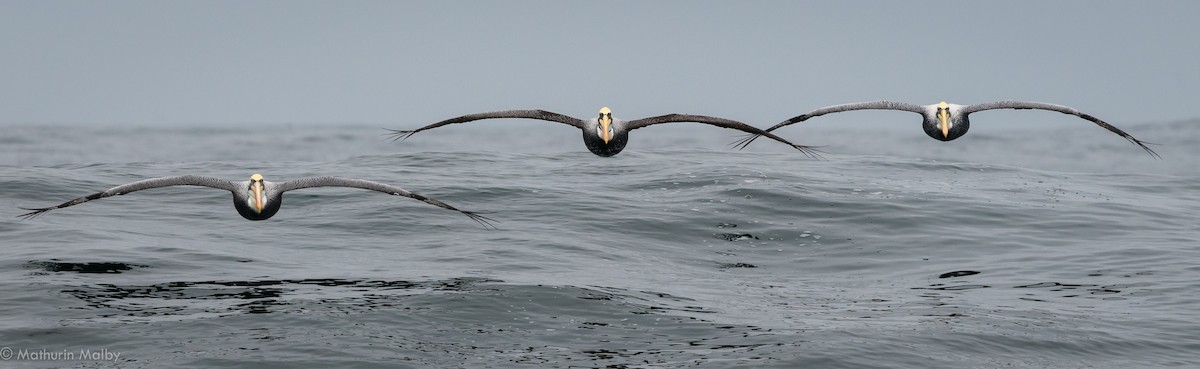 Peruvian Pelican - Mathurin Malby