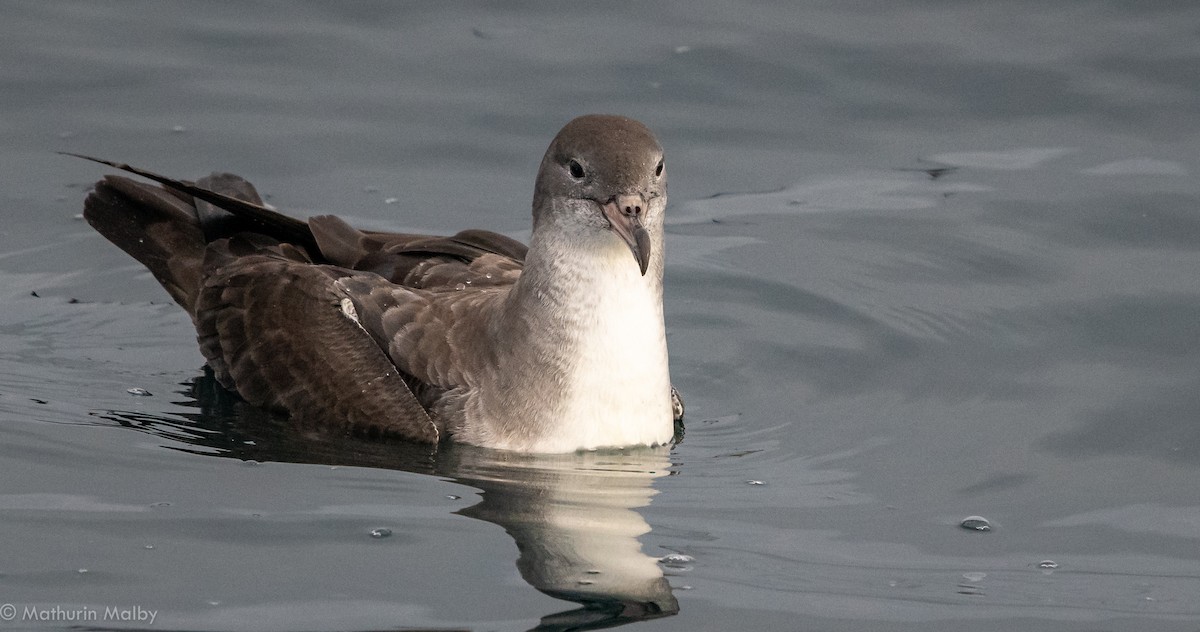 Pink-footed Shearwater - Mathurin Malby