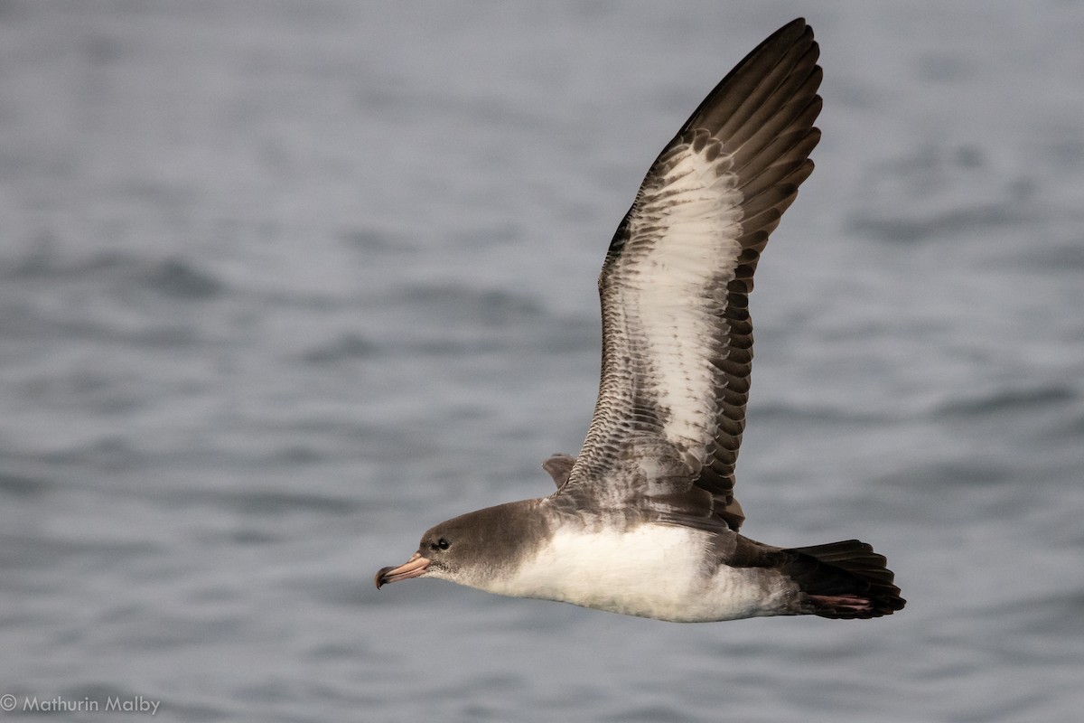Pink-footed Shearwater - ML122453811