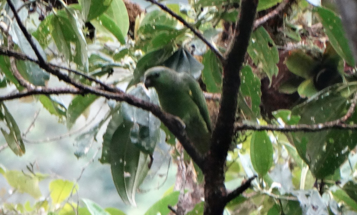 Scaly-naped Parrot - ML122454291