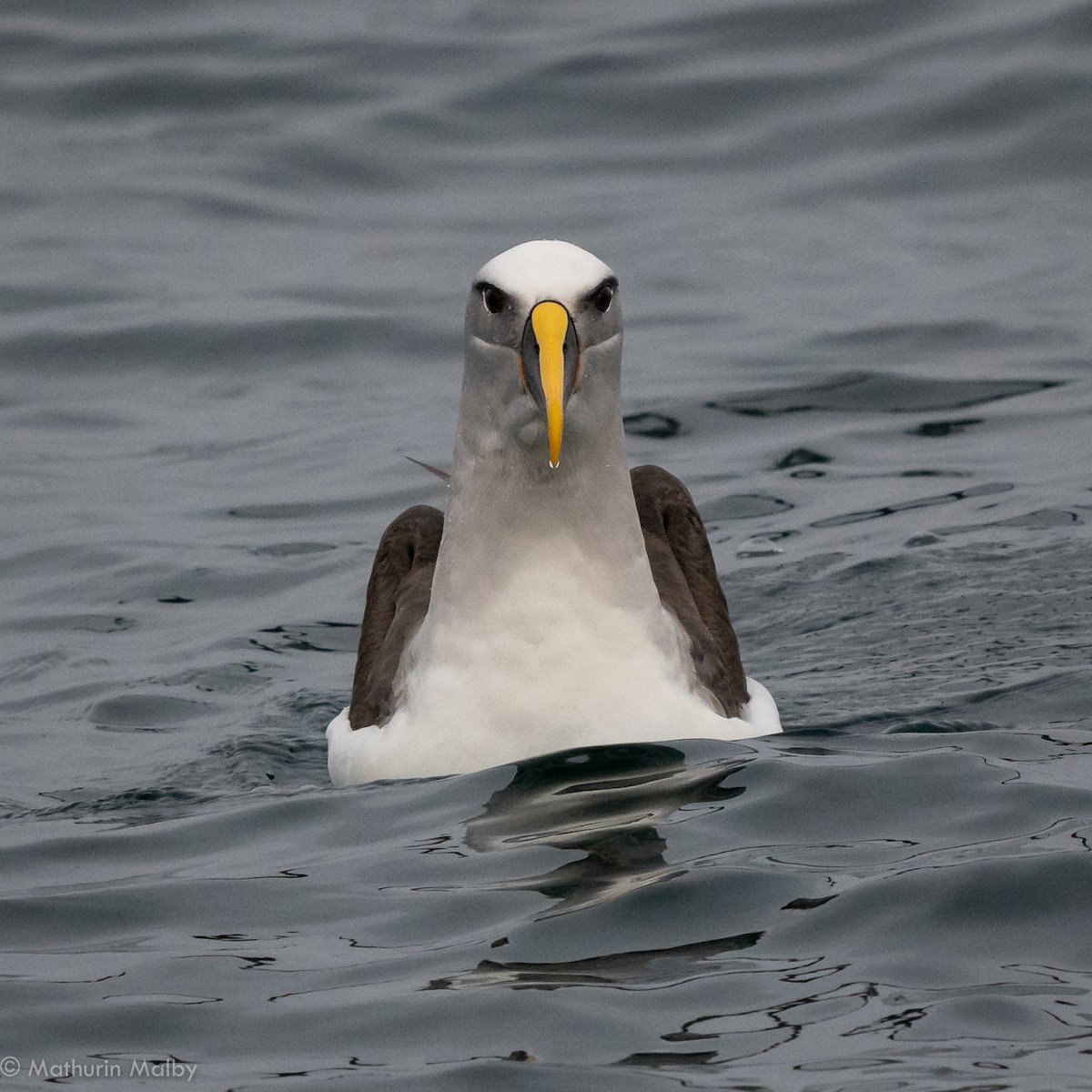 Buller's Albatross - Mathurin Malby
