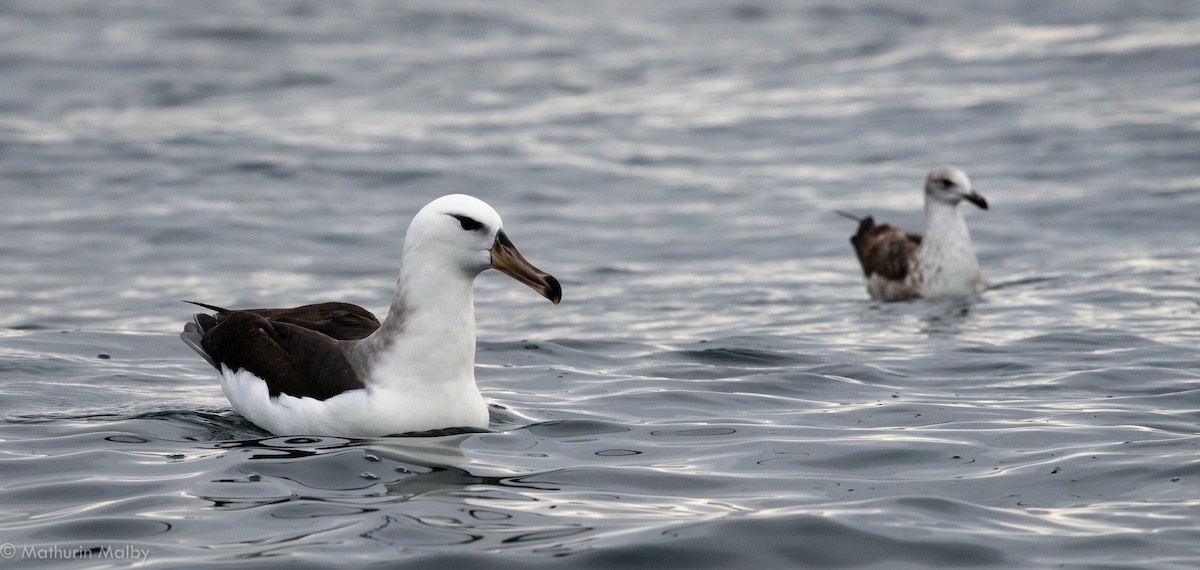 Black-browed Albatross - Mathurin Malby