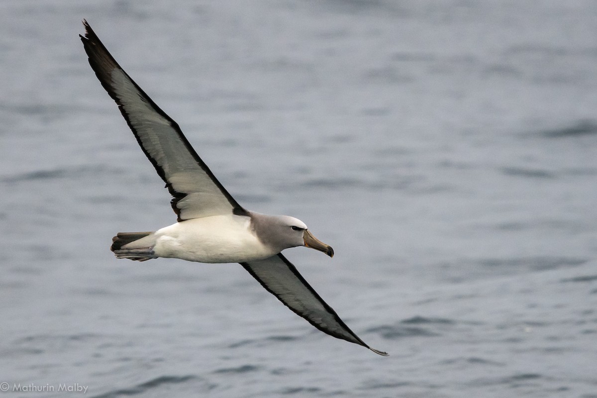 Salvin's Albatross - Mathurin Malby
