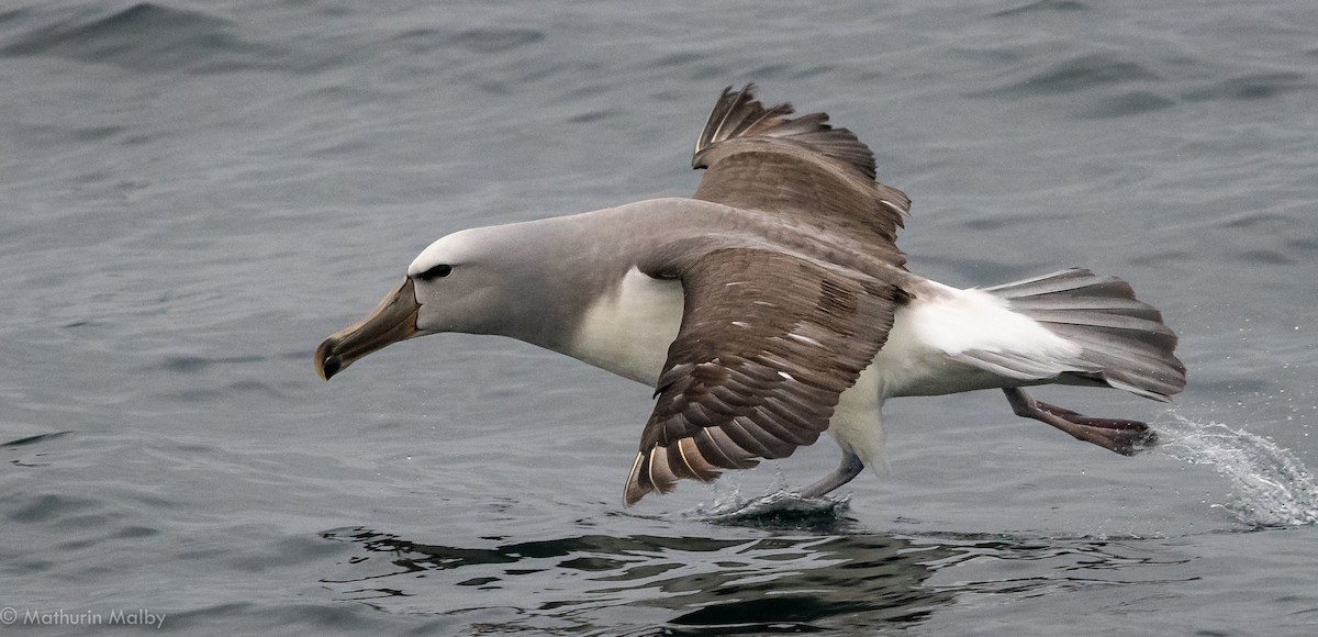 Salvin's Albatross - Mathurin Malby