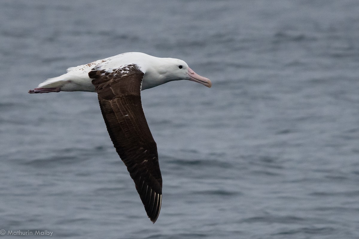 Northern/Southern Royal Albatross - Mathurin Malby