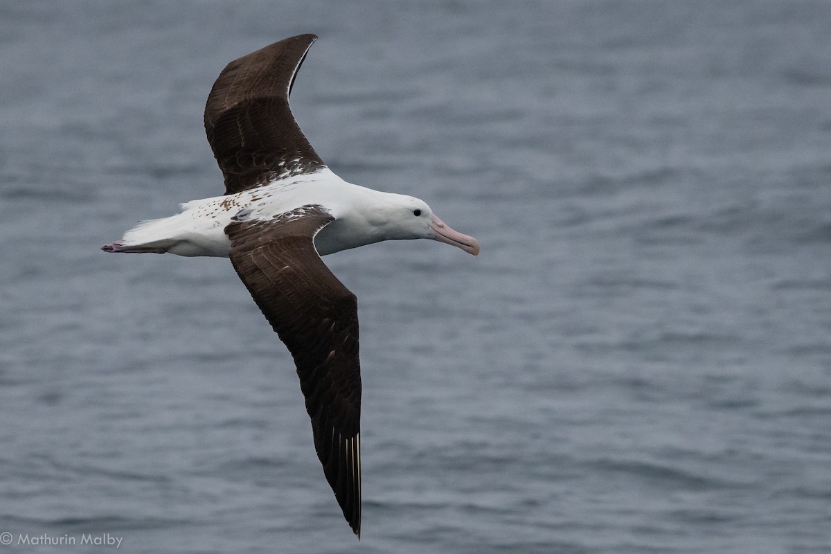 Northern/Southern Royal Albatross - ML122456031
