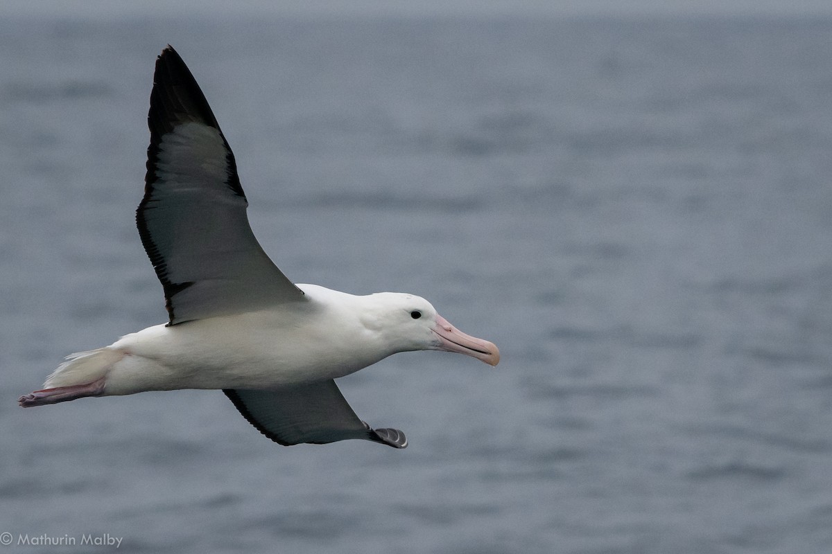 Northern/Southern Royal Albatross - Mathurin Malby