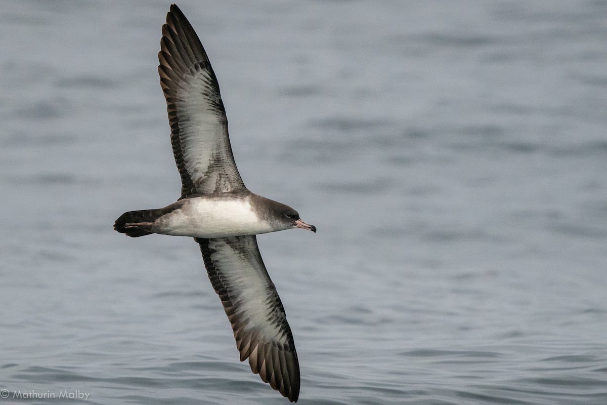Pink-footed Shearwater - Mathurin Malby