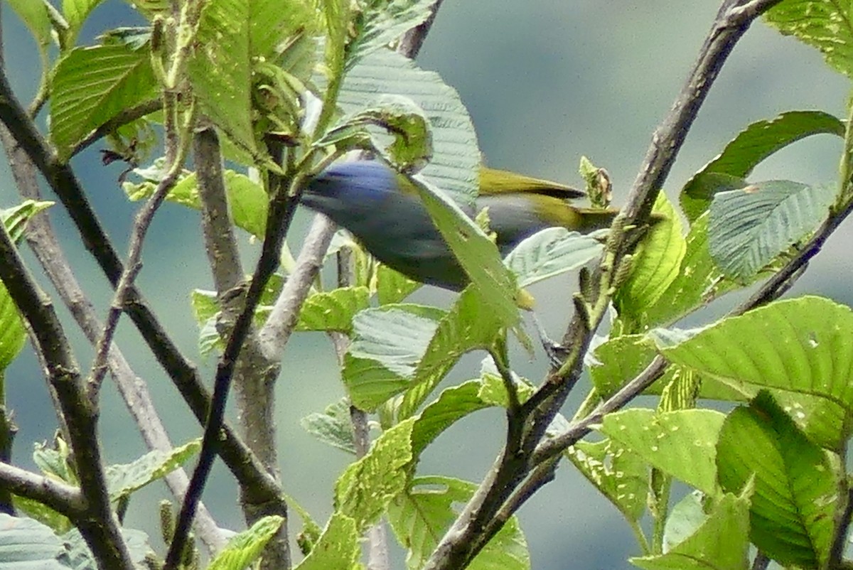 Blue-capped Tanager - ML122462911