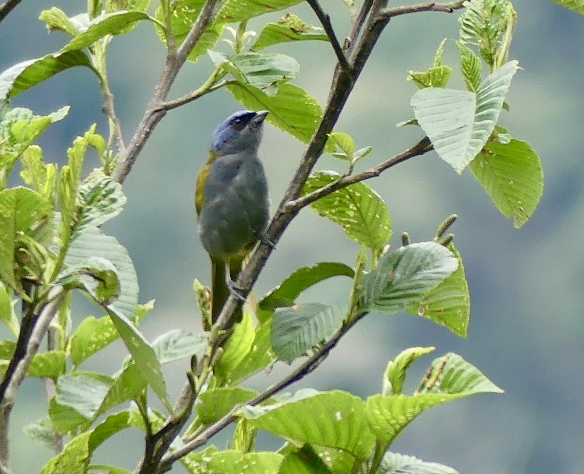Blue-capped Tanager - ML122462921