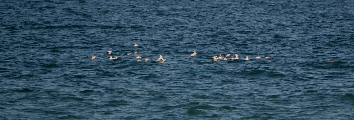 Gull-billed Tern - Will Johnson