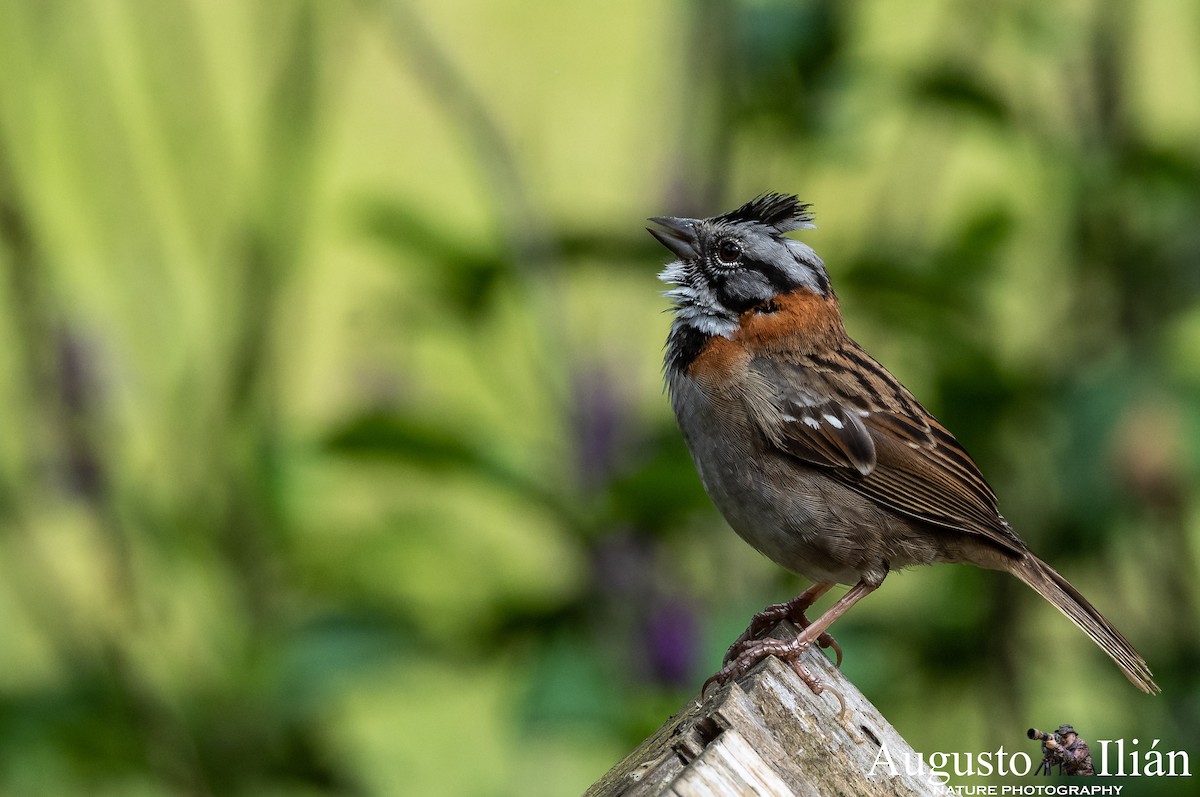 Rufous-collared Sparrow - ML122465411