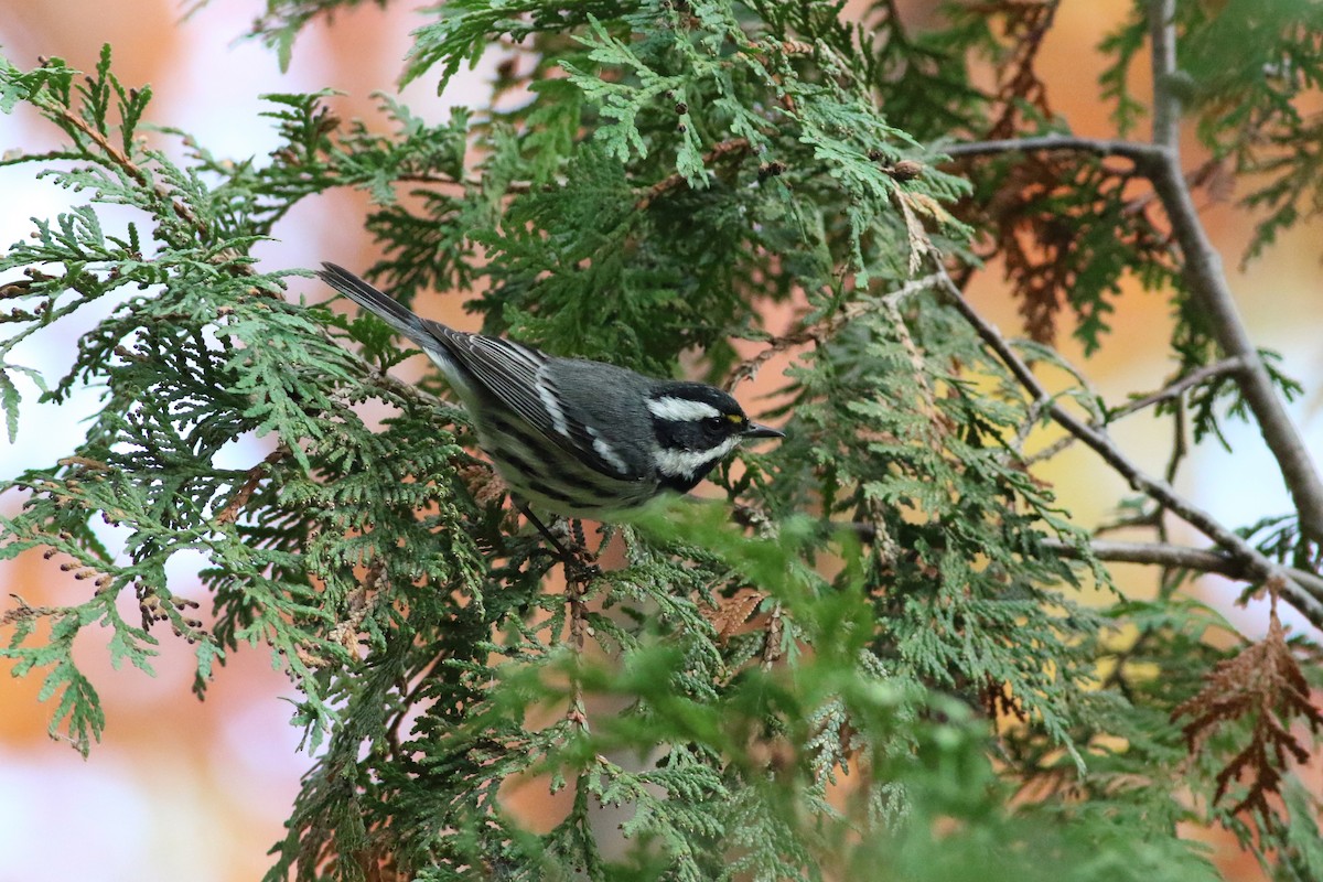 Black-throated Gray Warbler - Richard Poort