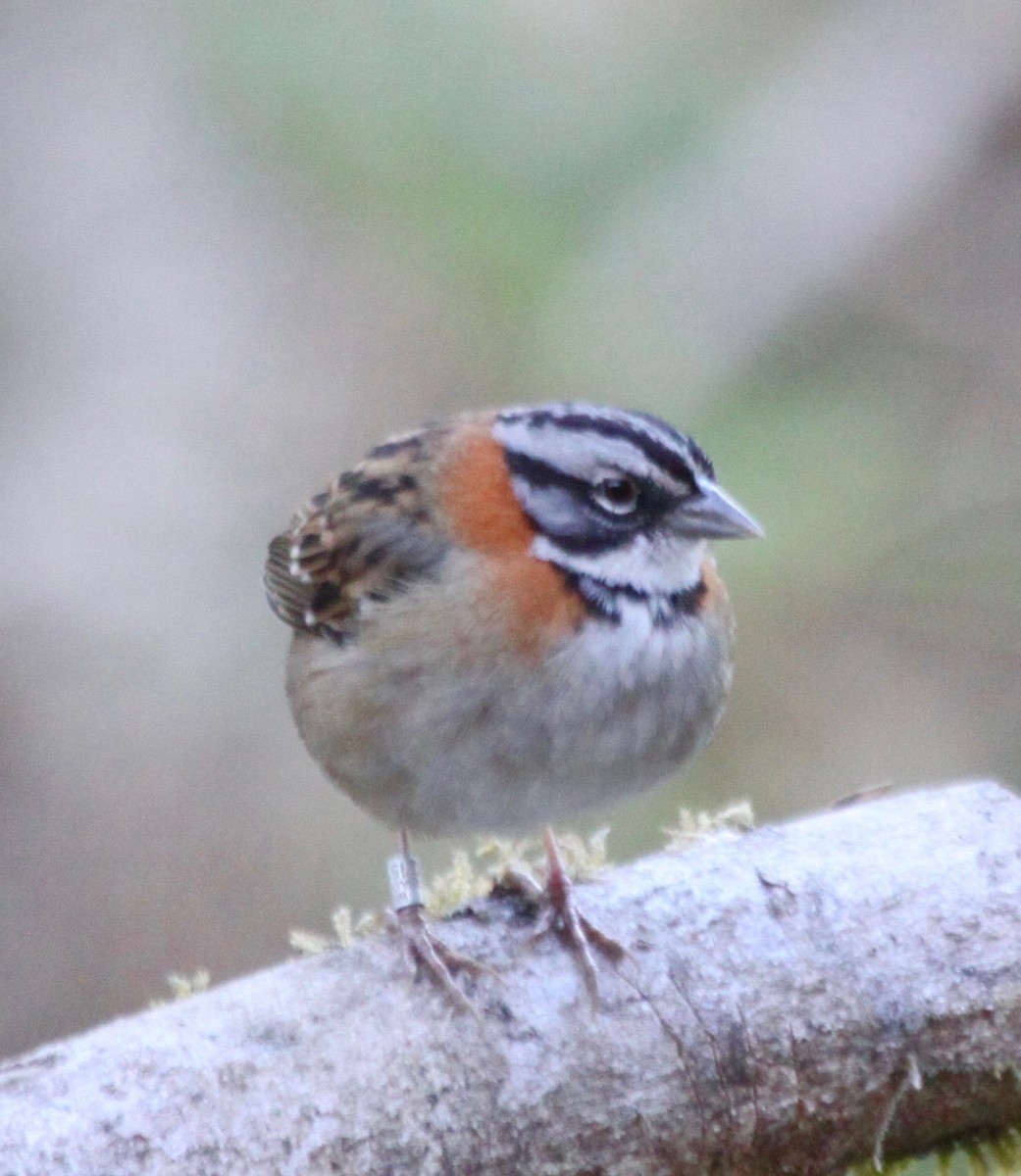 Rufous-collared Sparrow - ML122467151