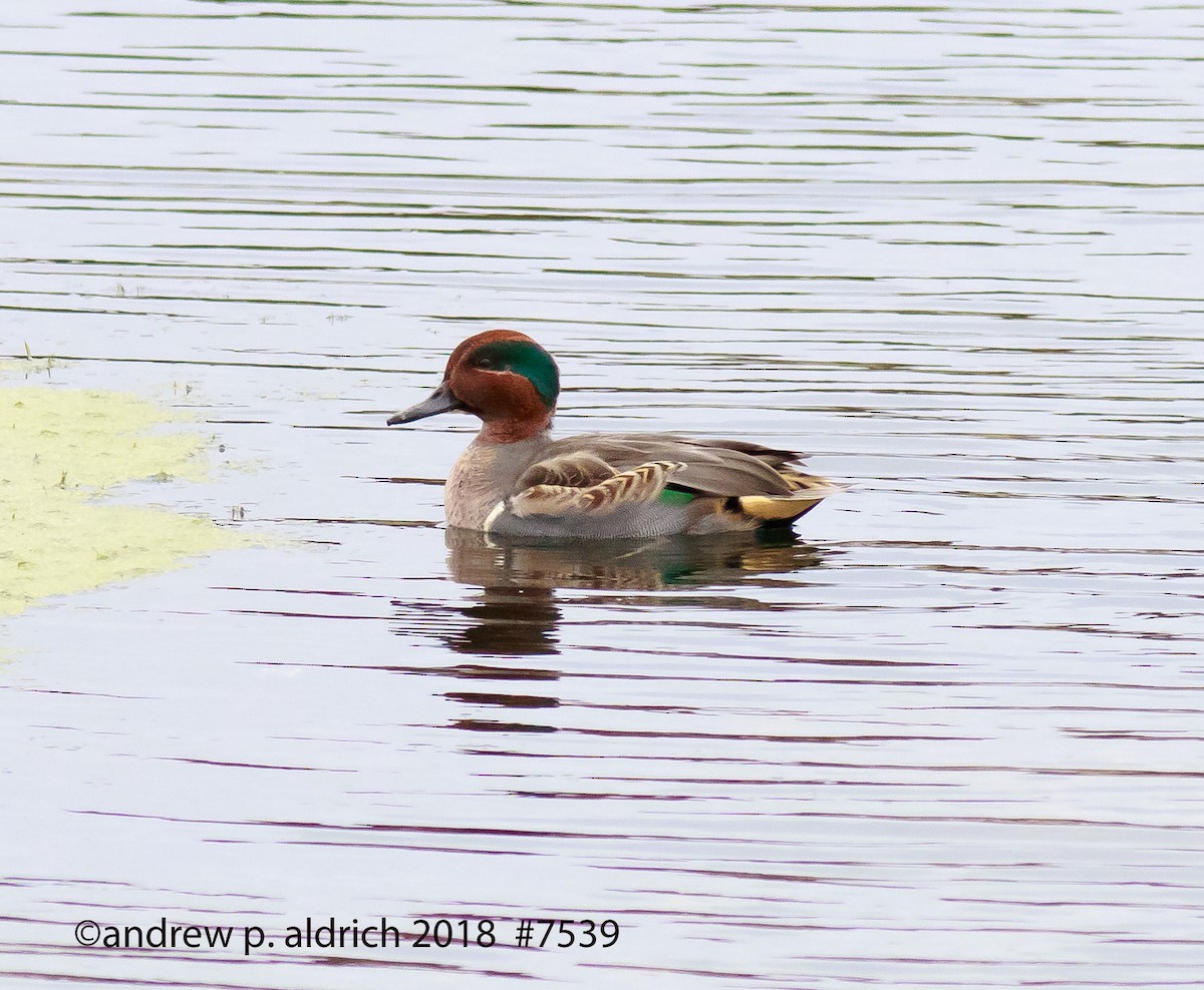 Green-winged Teal - ML122467881