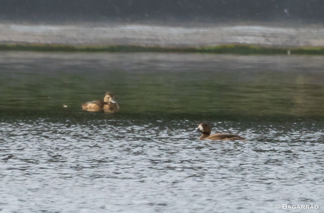 Greater Scaup - ML122468261