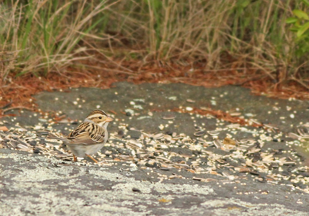 Clay-colored Sparrow - ML122468711