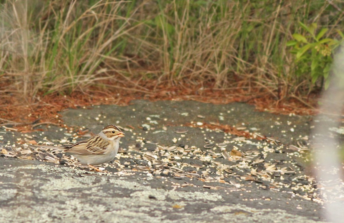 Clay-colored Sparrow - ML122468721
