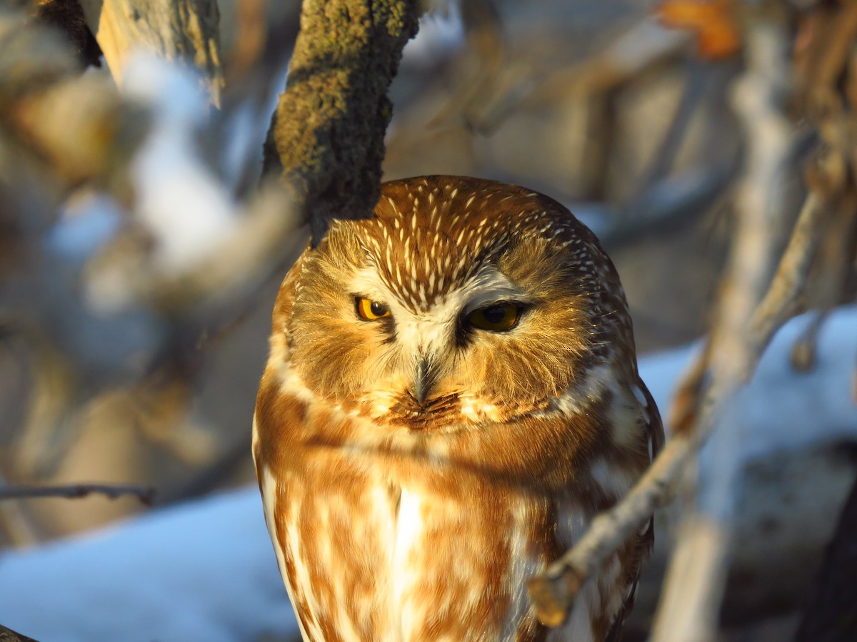 Northern Saw-whet Owl - Ken Orich
