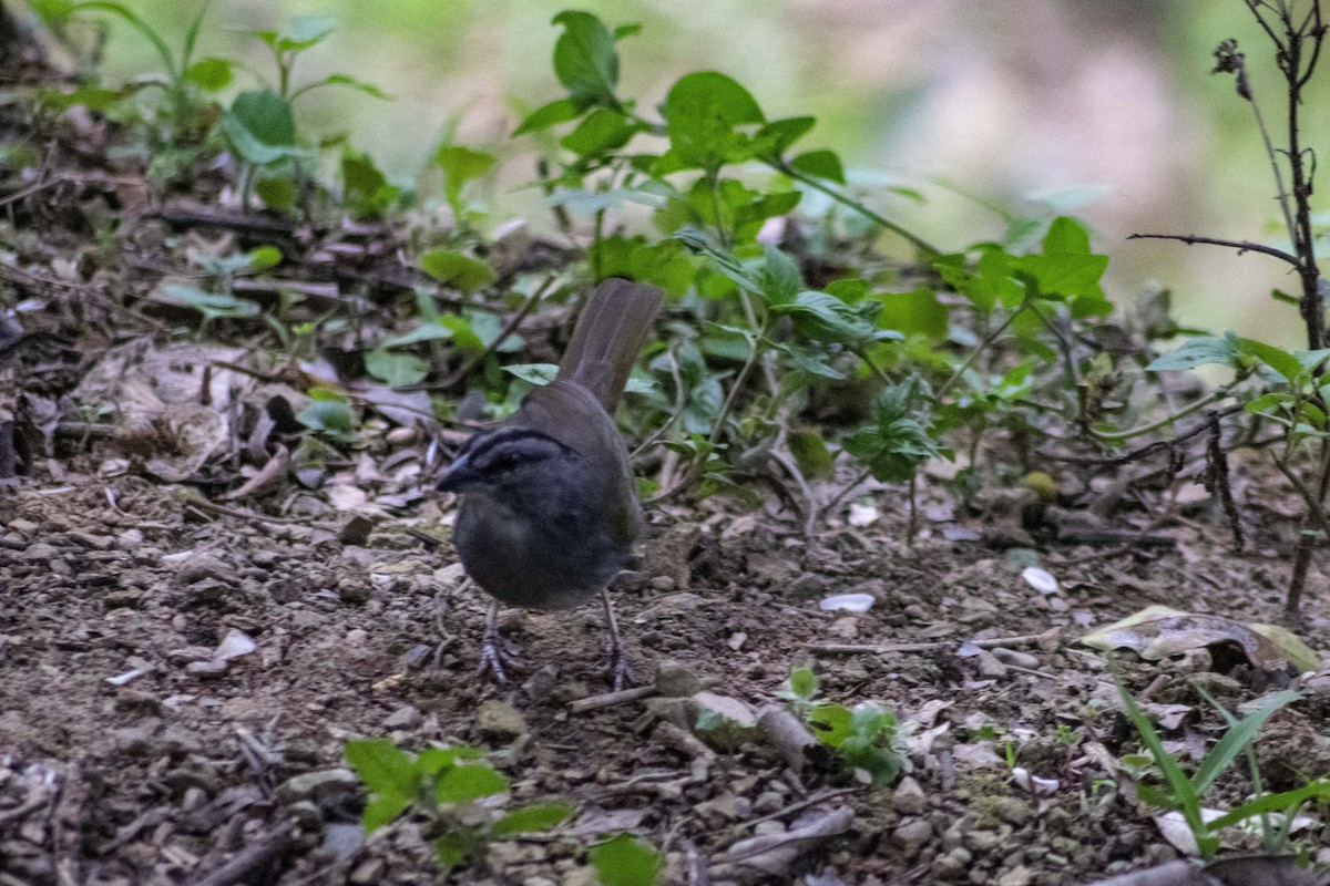 Black-striped Sparrow - wilson ortega