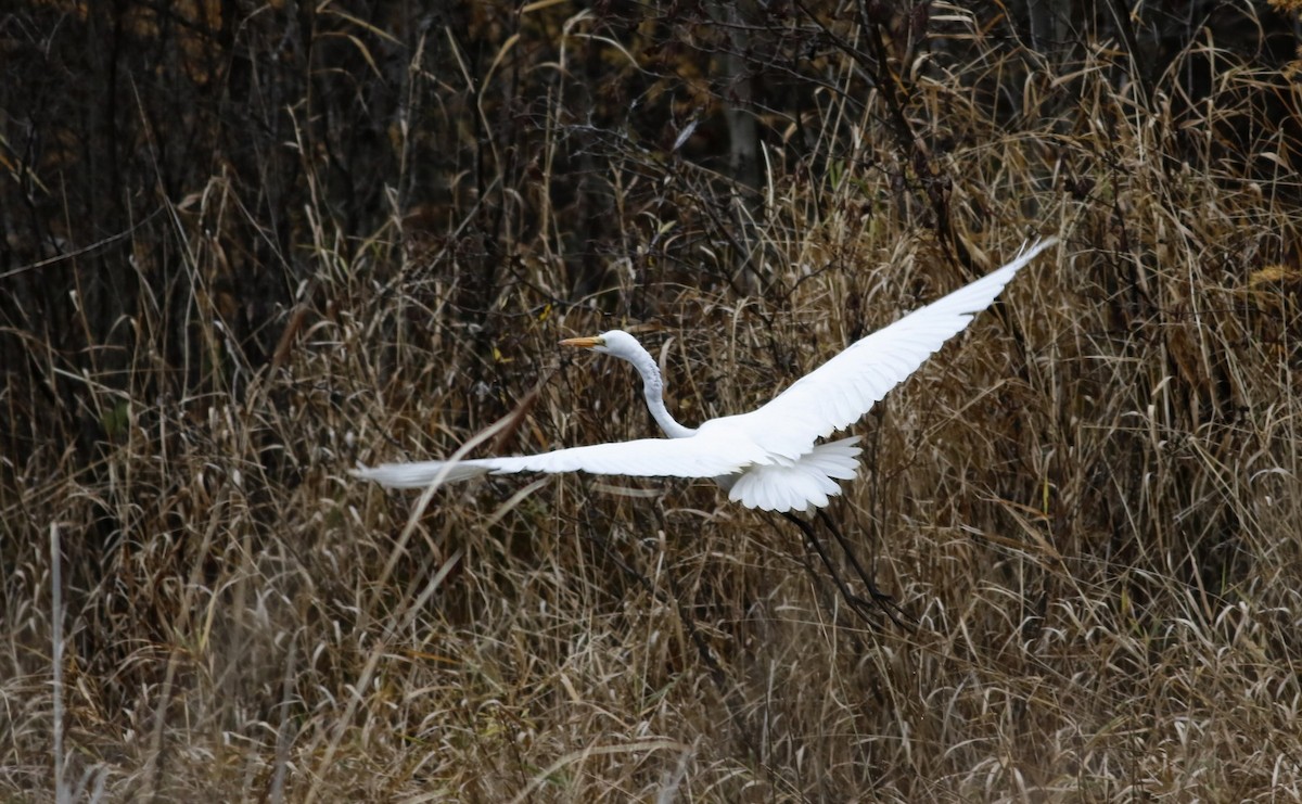 Great Egret - Phillip Odum