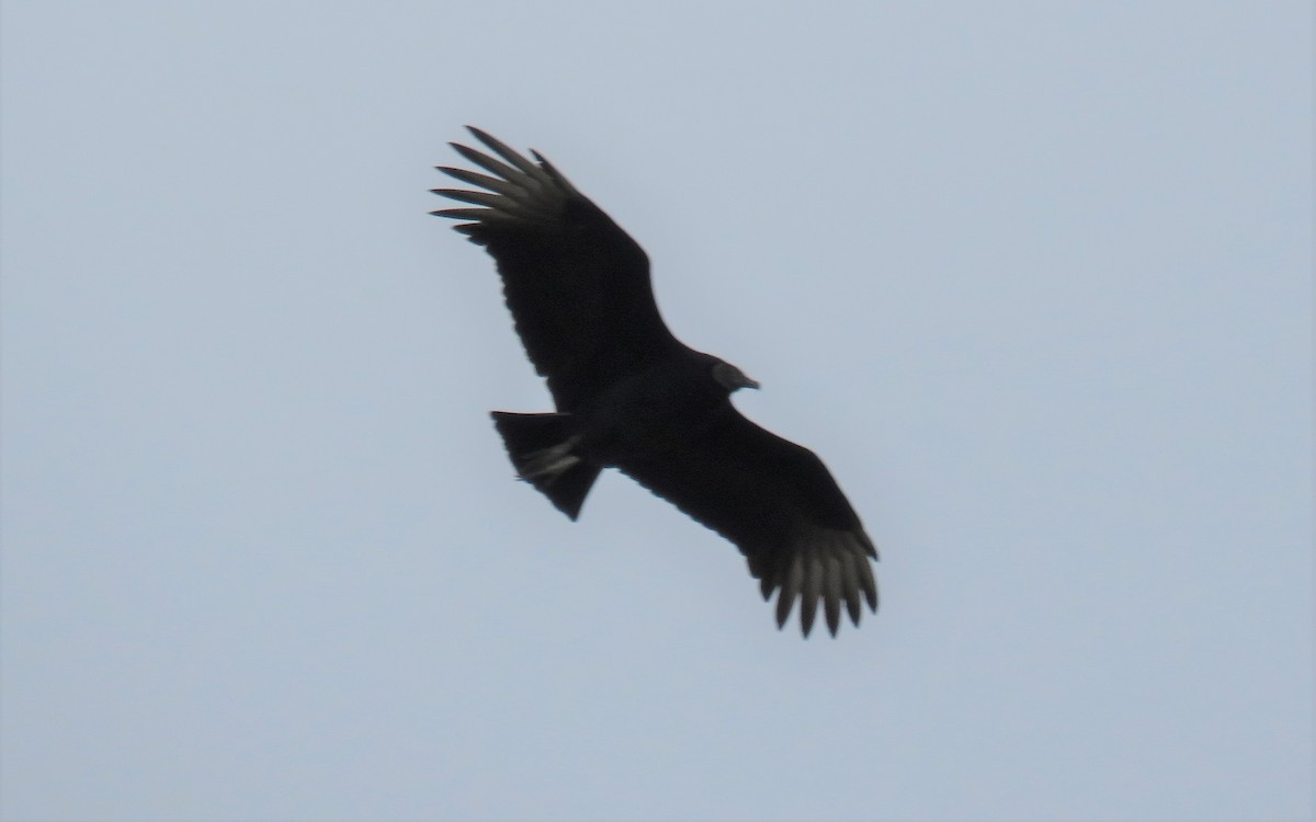 Black Vulture - Jon P. Ruddy