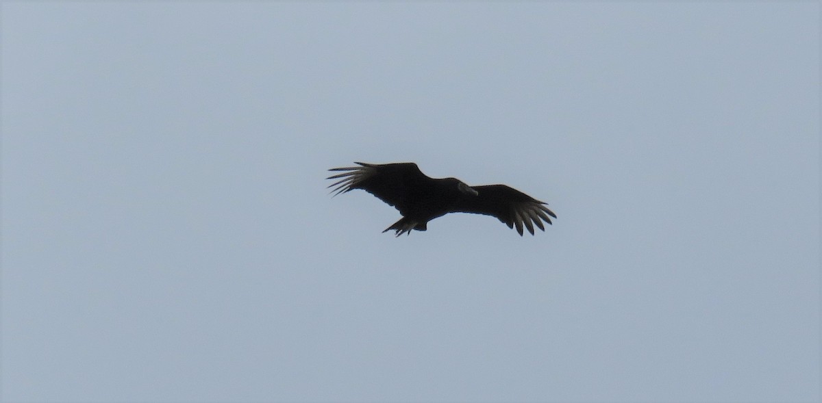 Black Vulture - Jon P. Ruddy