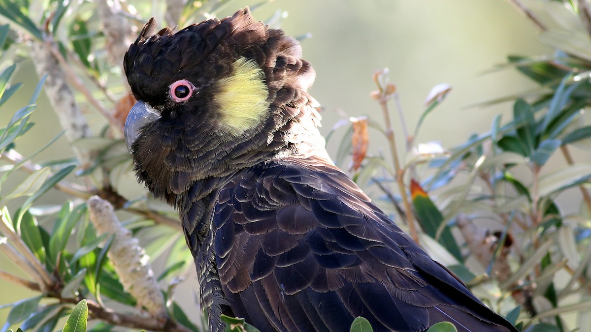Yellow-tailed Black-Cockatoo - Alan Melville