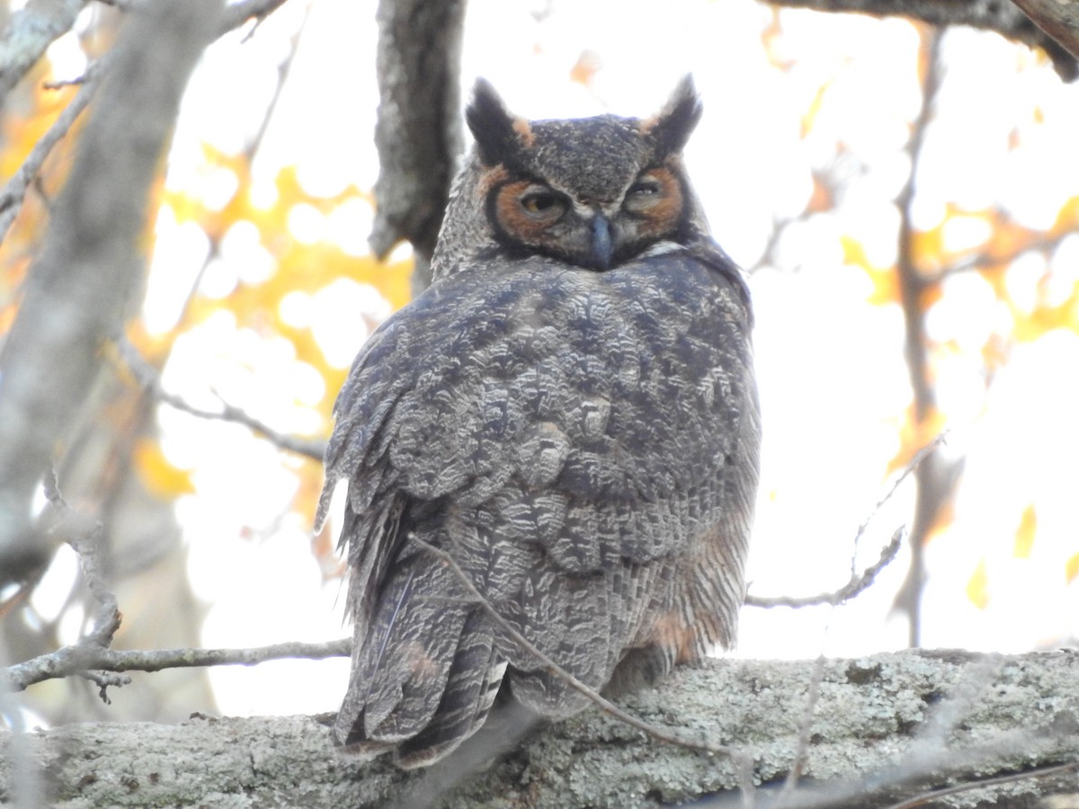Great Horned Owl - Bill Stanley