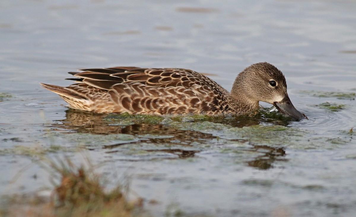 Blue-winged Teal - ML122477321