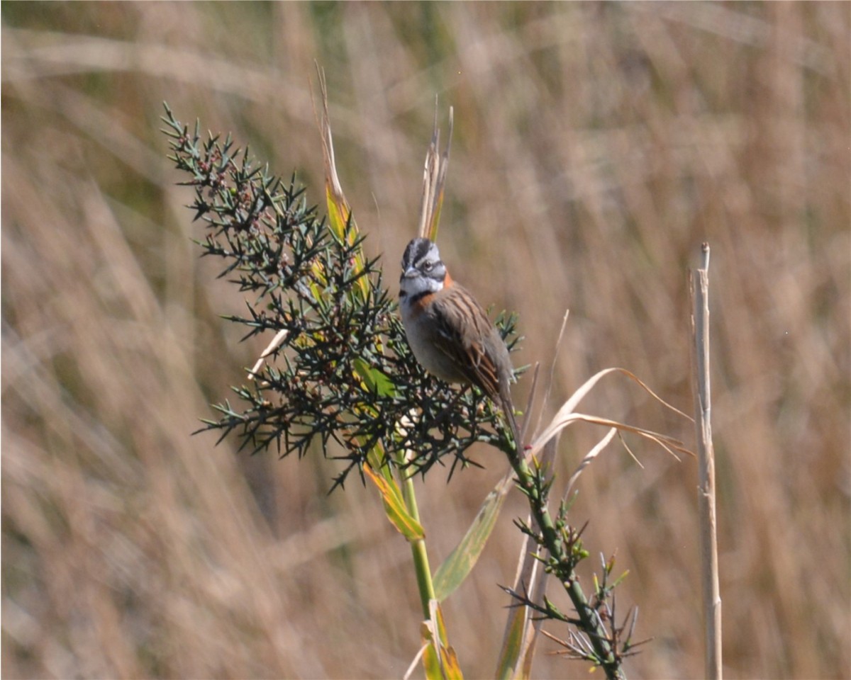 Rufous-collared Sparrow - ML122477511