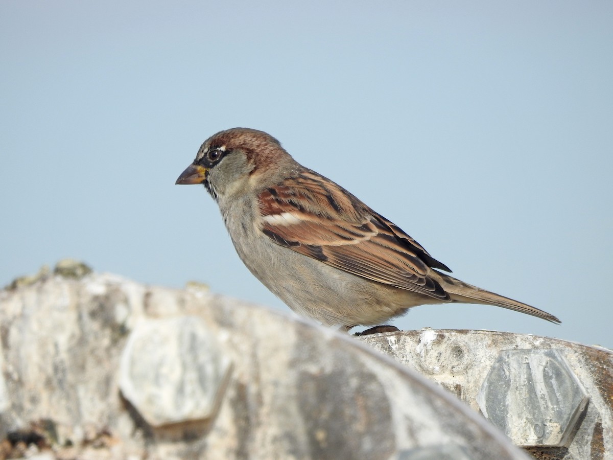 House Sparrow - Mary Rumple