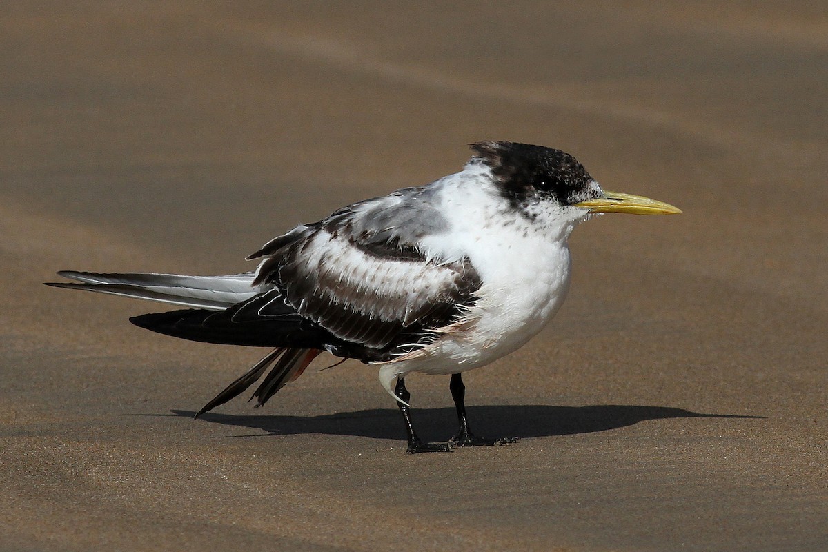 Great Crested Tern - ML122478921