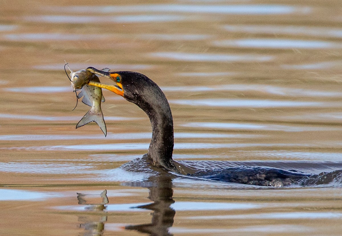 Double-crested Cormorant - Bill Wood