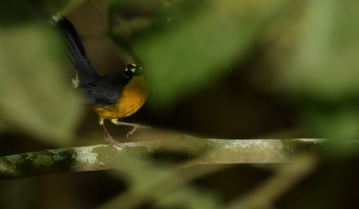 Fan-tailed Warbler - Antonio Robles