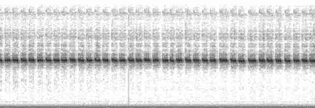 western stutter-trilling cricket - ML122492