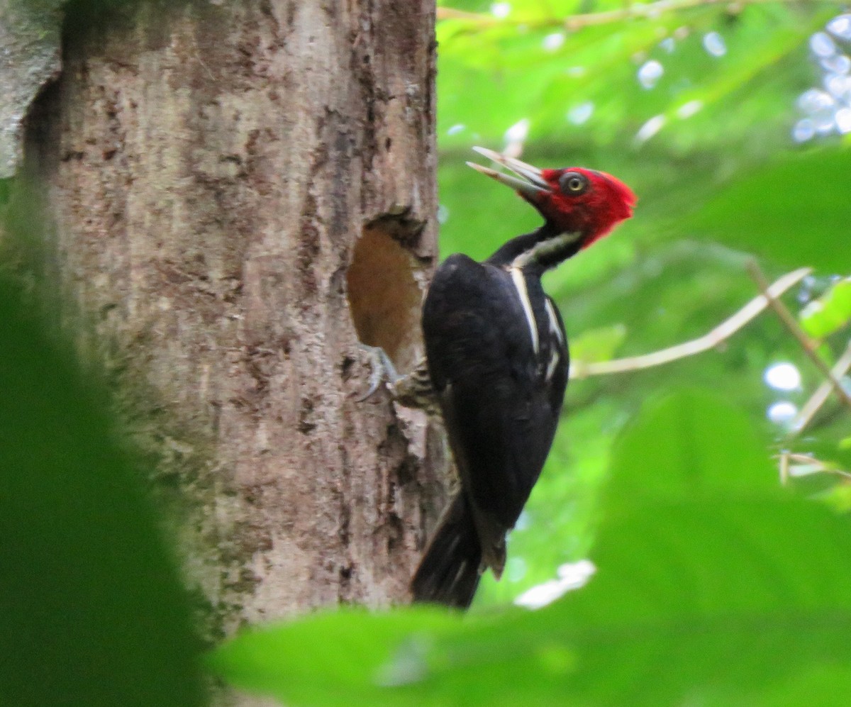 Pale-billed Woodpecker - Yve Morrell