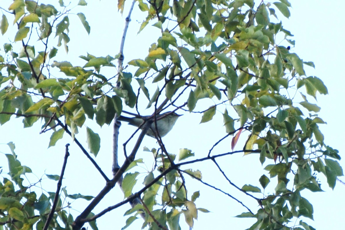 Japanese Bush Warbler - irina shulgina