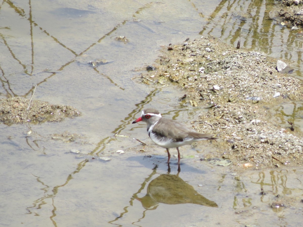 Three-banded Plover - Kevin Seymour
