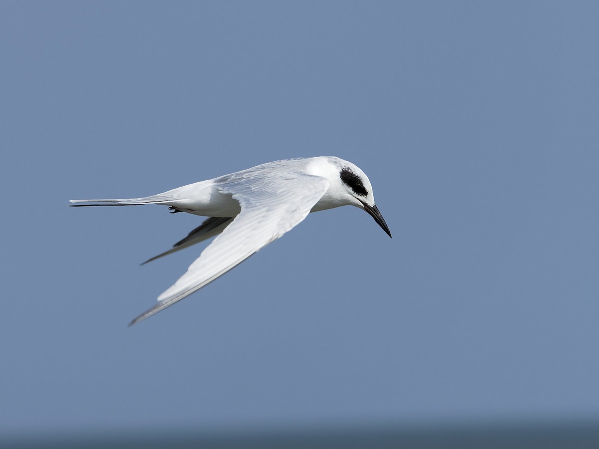Forster's Tern - Dina Perry