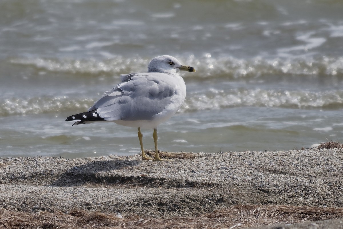 Ring-billed Gull - Dina Perry