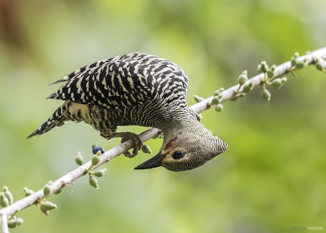 Buff-rumped Woodpecker