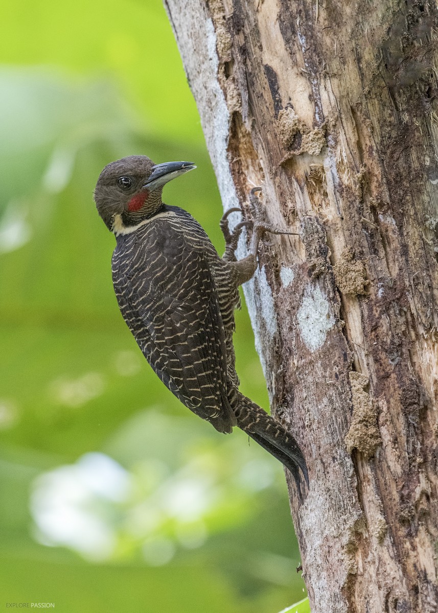 Buff-necked Woodpecker - Wai Loon Wong