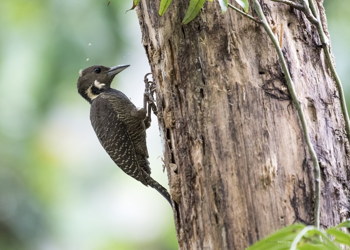 Buff-necked Woodpecker - ML122506441
