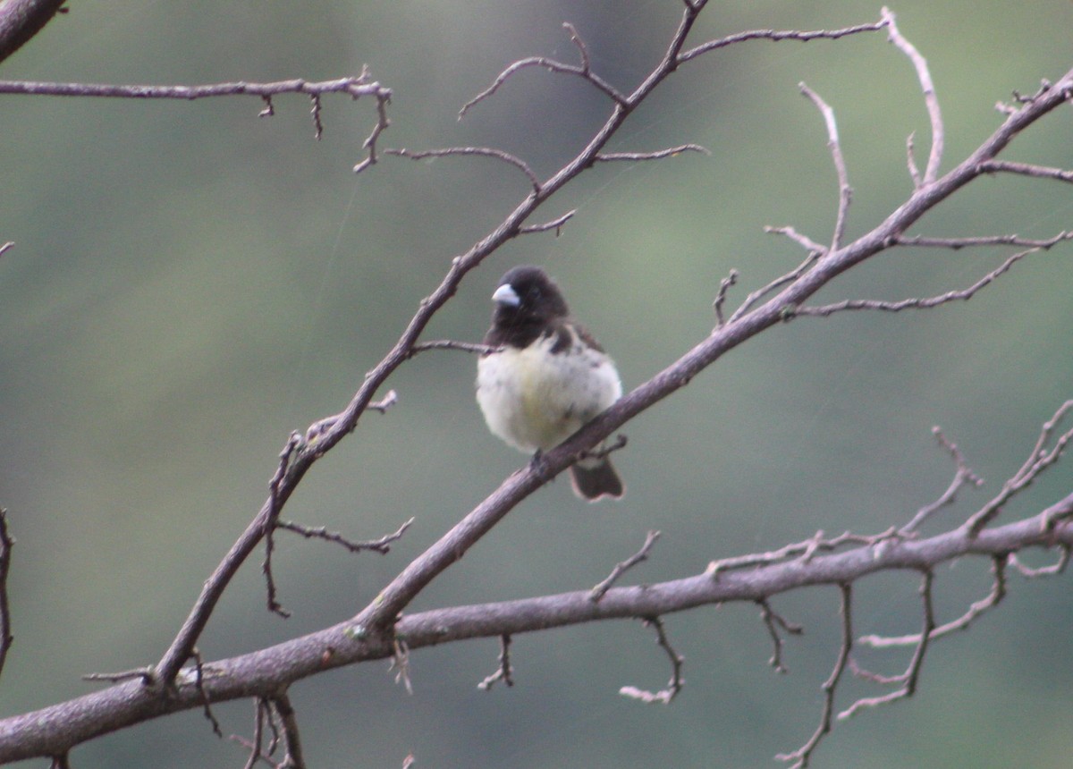 Yellow-bellied Seedeater - ML122507221