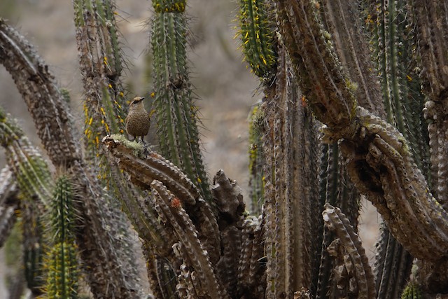 Photos - White-throated Tapaculo - Scelorchilus albicollis - Birds of ...