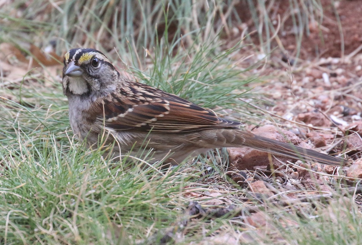 White-throated Sparrow - ML122509801