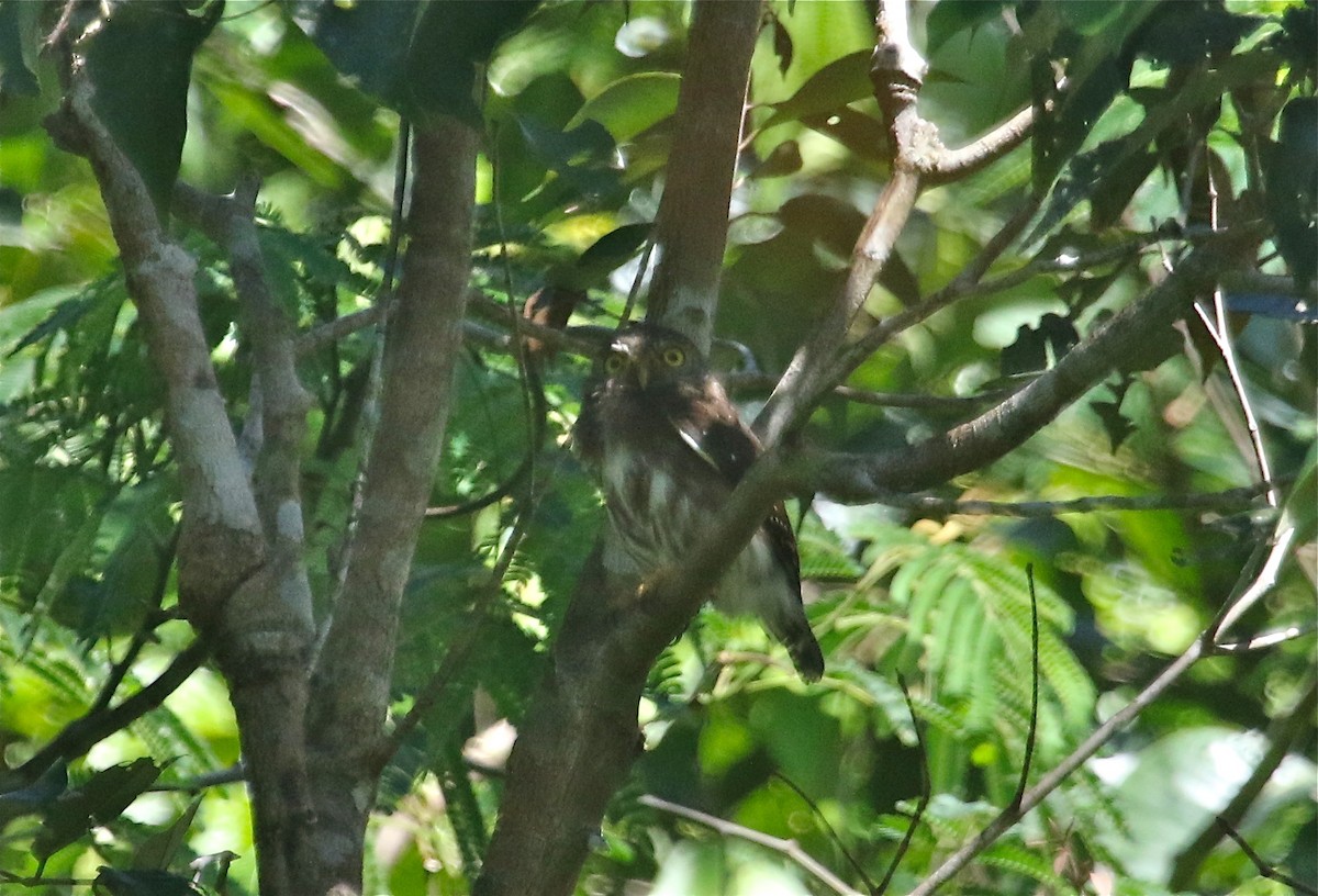 Amazonian Pygmy-Owl - Gil Ewing