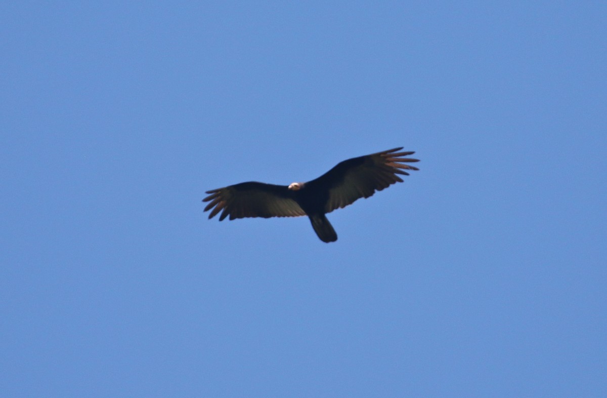Greater Yellow-headed Vulture - Gil Ewing