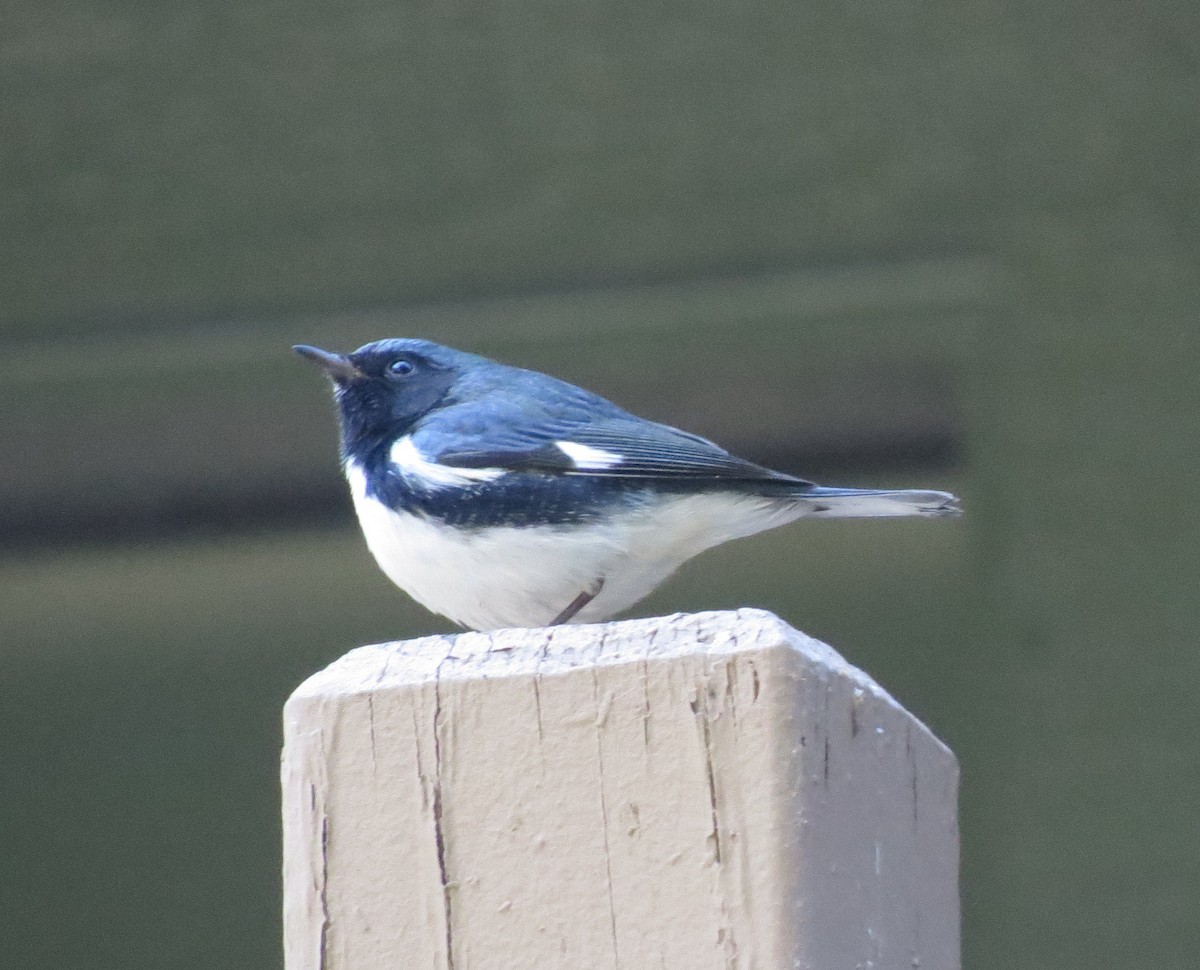 Black-throated Blue Warbler - Brittany O'Connor